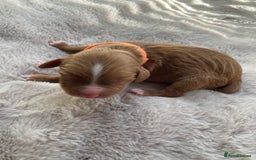 Mixed Breed dogs for sale: Cockapoo/Cavapoo Mix Puppies Available 10 Nov 25 - Image 13