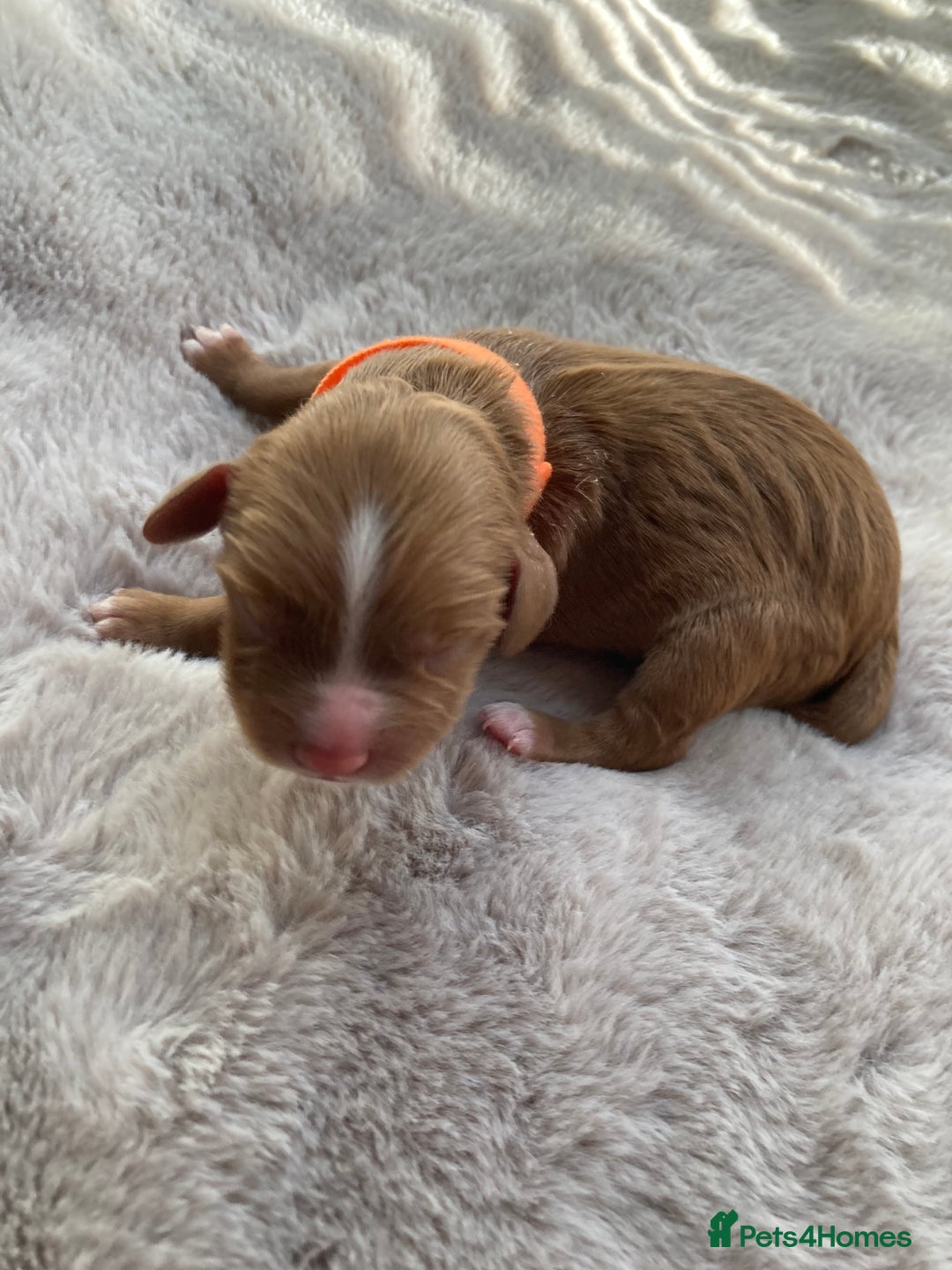 Mixed Breed dogs for sale: Cockapoo/Cavapoo Mix Puppies Available 10 Nov 25 - Image 13