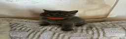 British Shorthair cats for sale: Blue British Shorthair Kittens  3 boys 1 girl - Advert 11
