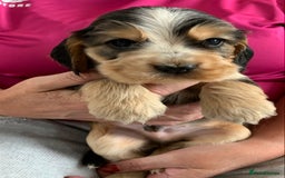Cocker Spaniel dogs for sale: Health tested KC reg show type cocker spaniels  in Abergele - Image 23