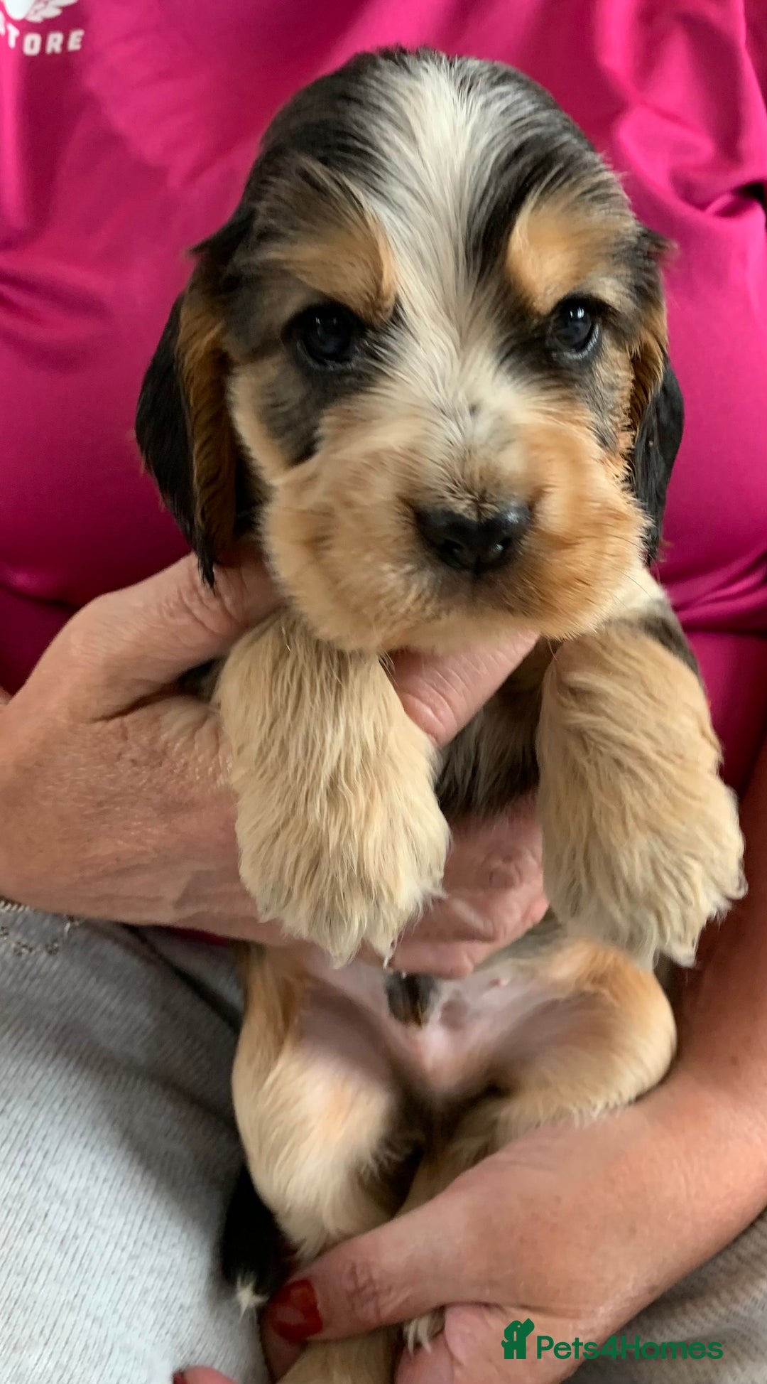 Cocker Spaniel dogs for sale: Health tested KC reg show type cocker spaniels  in Abergele - Image 23