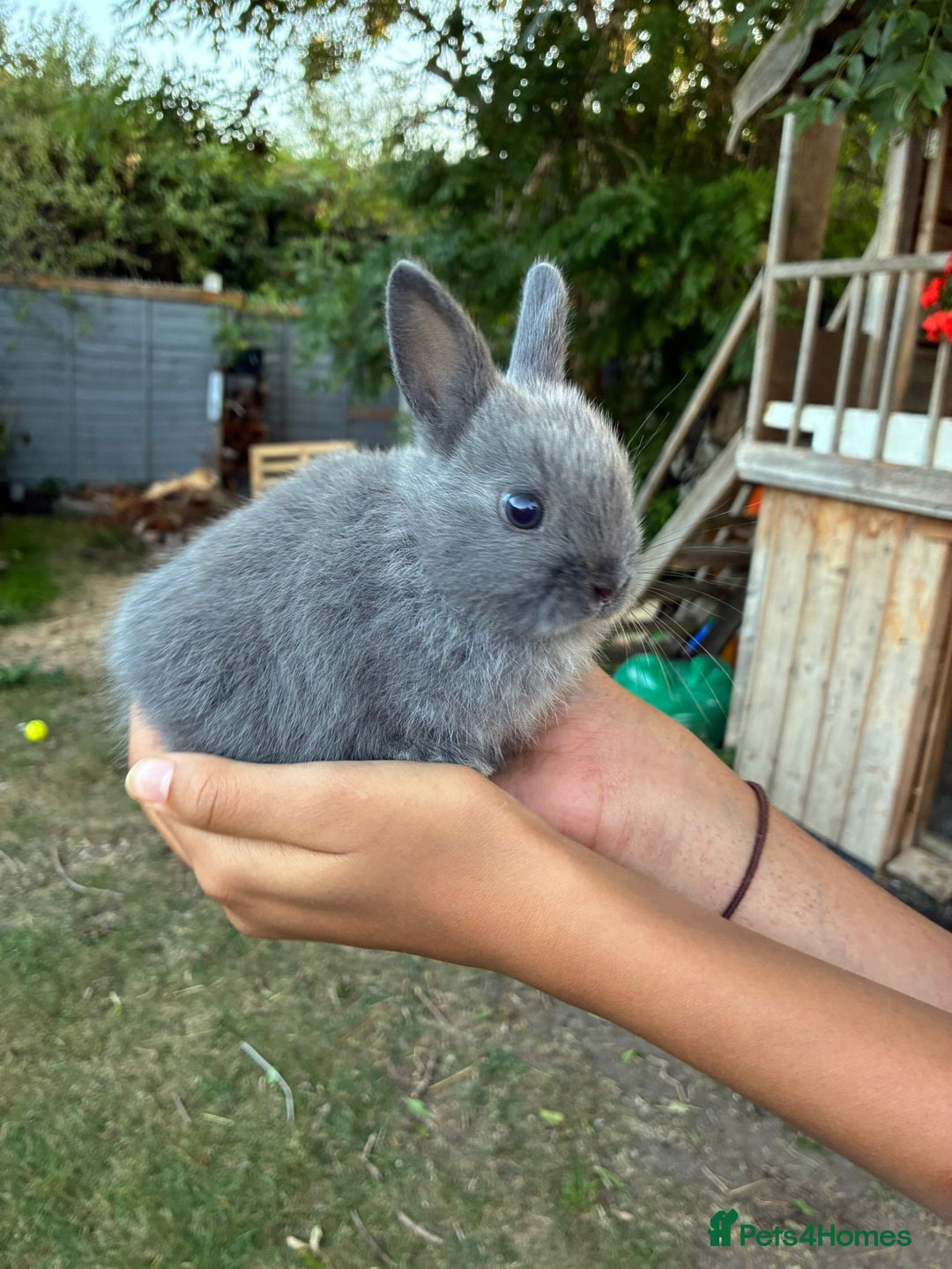 Netherland Dwarf rabbits for sale: Gorgeous Netherland dwarf bunnies  - Image 9