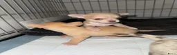 Chihuahua dogs for sale: READY NOW - 2 BOYS LEFT!! - Advert 36