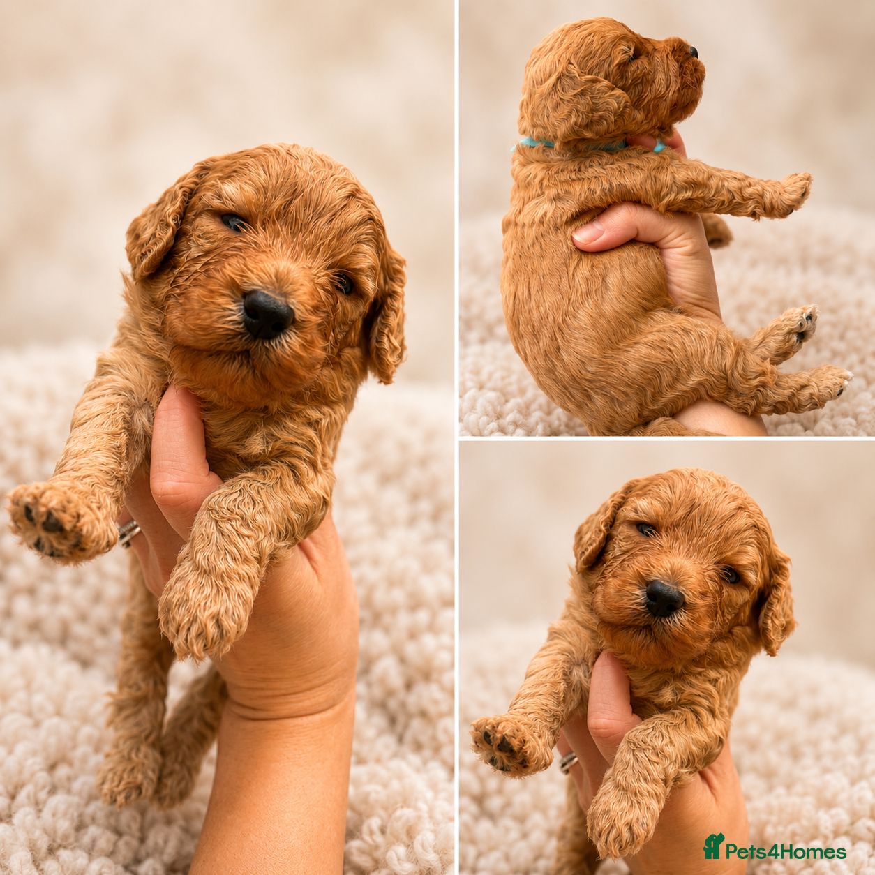 Cockapoo dogs Health Tested , KC Parents – F1 Cockapoos - Advert 2