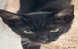 Mixed Breed cats for sale: 2 lovely brothers - Image 6