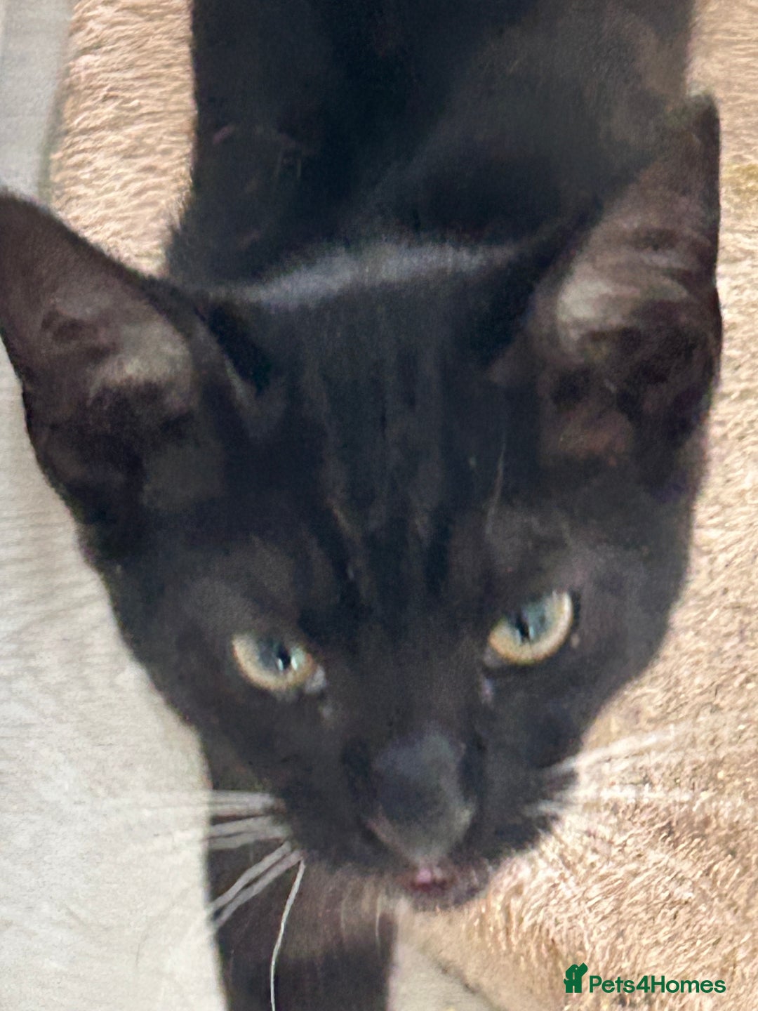 Mixed Breed cats for sale: 2 lovely brothers - Image 6