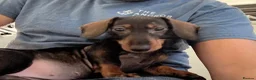 Mixed Breed dogs for sale: Last Gorgeous Boy Remaining  - Advert 5