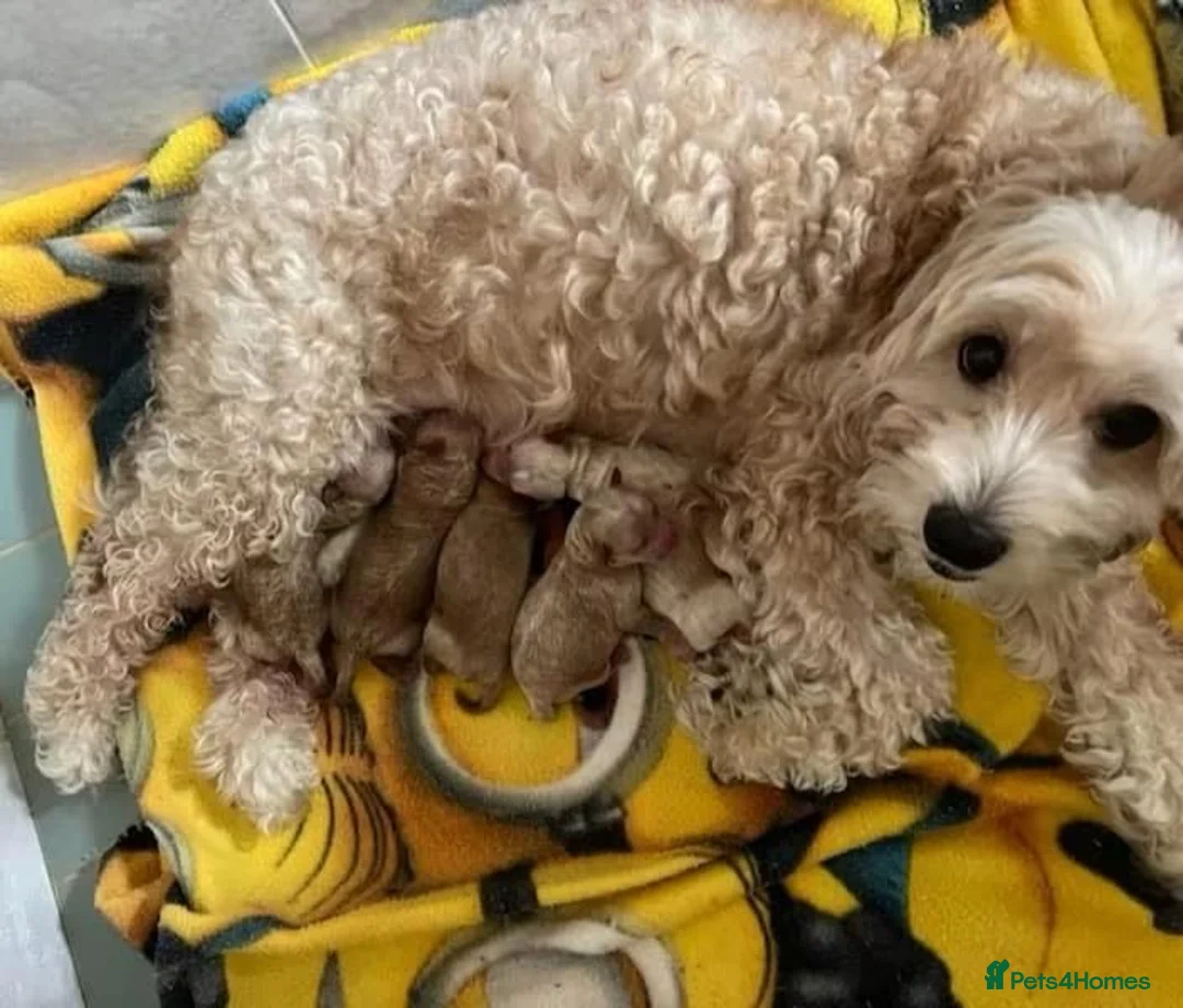 Pomapoo dogs for sale: * BOY PUPPY READY NOW * F1 POMAPOO - Advert 5