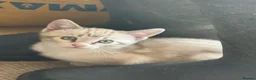 Bengal cats for sale: Exceptional Bengal Heritage Kittens in Llangammarch Wells - Advert 22