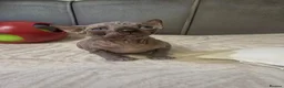 Sphynx cats for sale: Canadian Sphynx Kittens - Advert 8