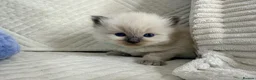Ragdoll cats for sale: Stunning Bluepoint Ragdoll Kittens for sale - Advert 7