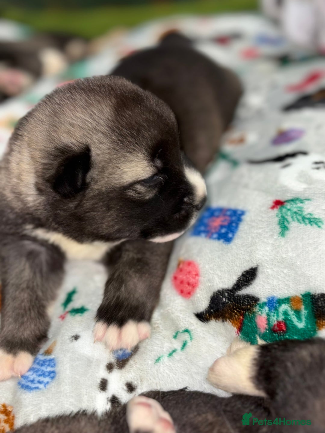 Huskita dogs for sale: american akuta X husky - Advert 15