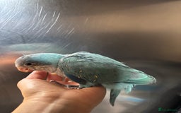 Parrots birds for sale: Hand reared baby quaker - Image 5