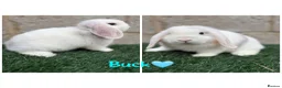 Mini Lop rabbits for sale: Pure breed mini lops  - Advert 5