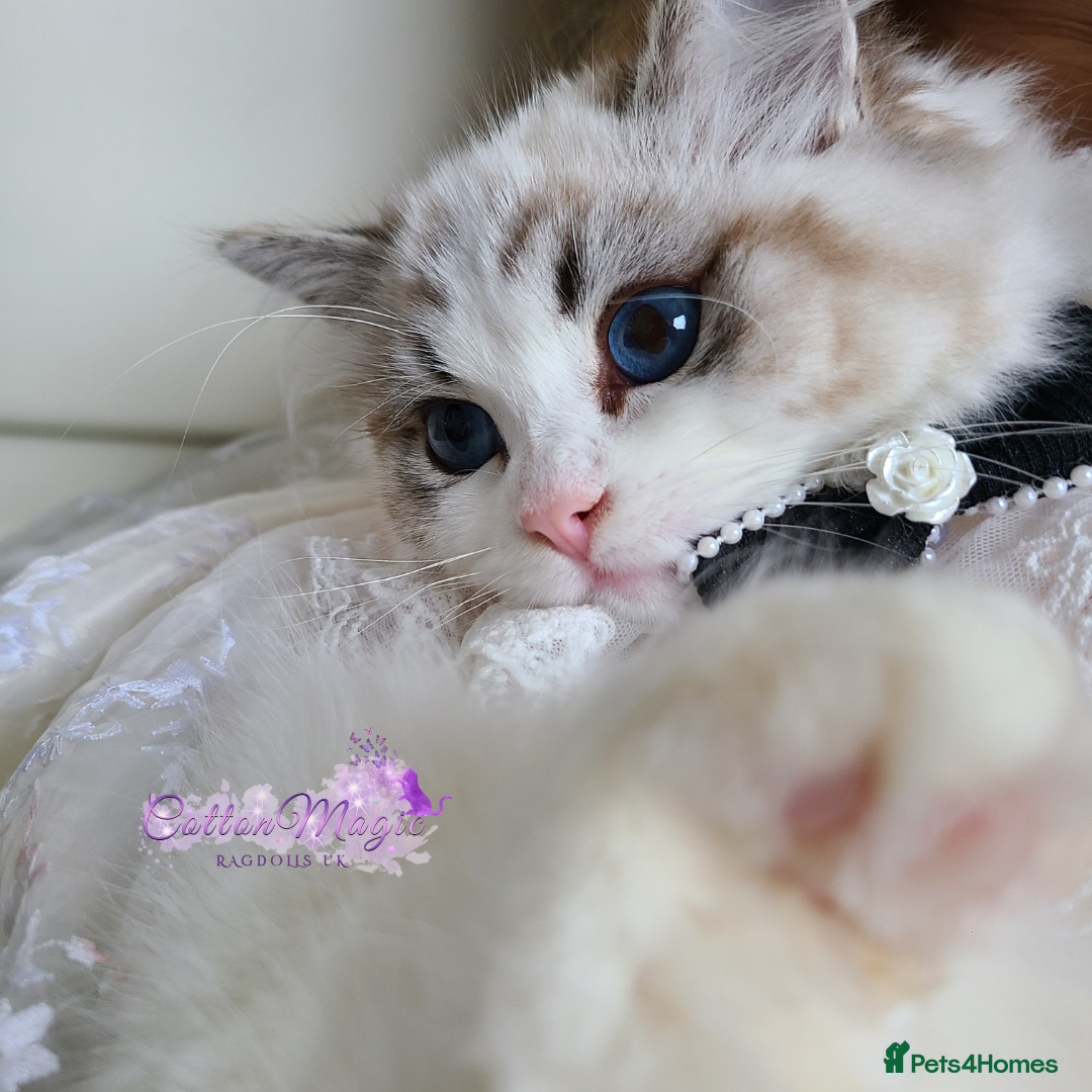 Ragdoll cats for sale: Exquisite High-End Quality Ragdolls Lynx / Bicolor - Advert 12