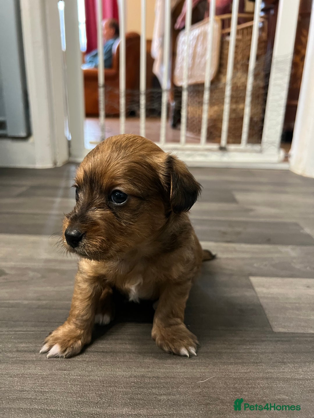 Jackapoo dogs for sale: Adorable Jackapoo puppies for sale !!!! - Image 31