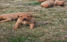 Labrador Retriever dogs for sale: Red Fox Labrador Puppies–Ready from 26th September - Image 12