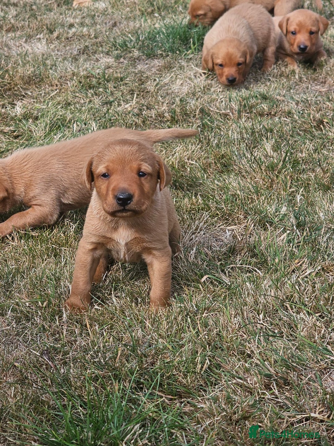 Labrador Retriever dogs for sale: Red Fox Labrador Puppies–Ready from 26th September - Image 12