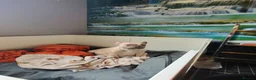 French Bulldog dogs for sale: BRAND NEW FRENCH BULLDOG PUPPIES BORN 9TH MAY - Advert 1