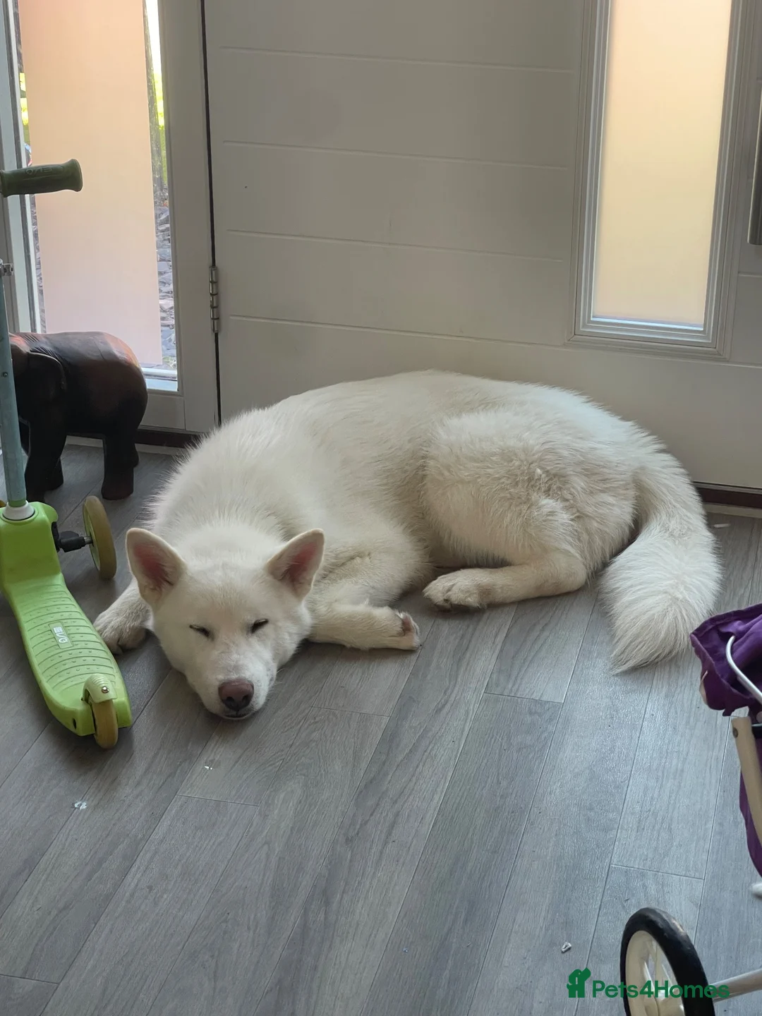 Alaskan Malamute dogs for sale: Rare full white, KC registered Alaskan malamute in Mansfield - Advert 1
