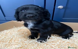 Cocker Spaniel dogs for sale: Cocker Spaniel puppies - Image 21