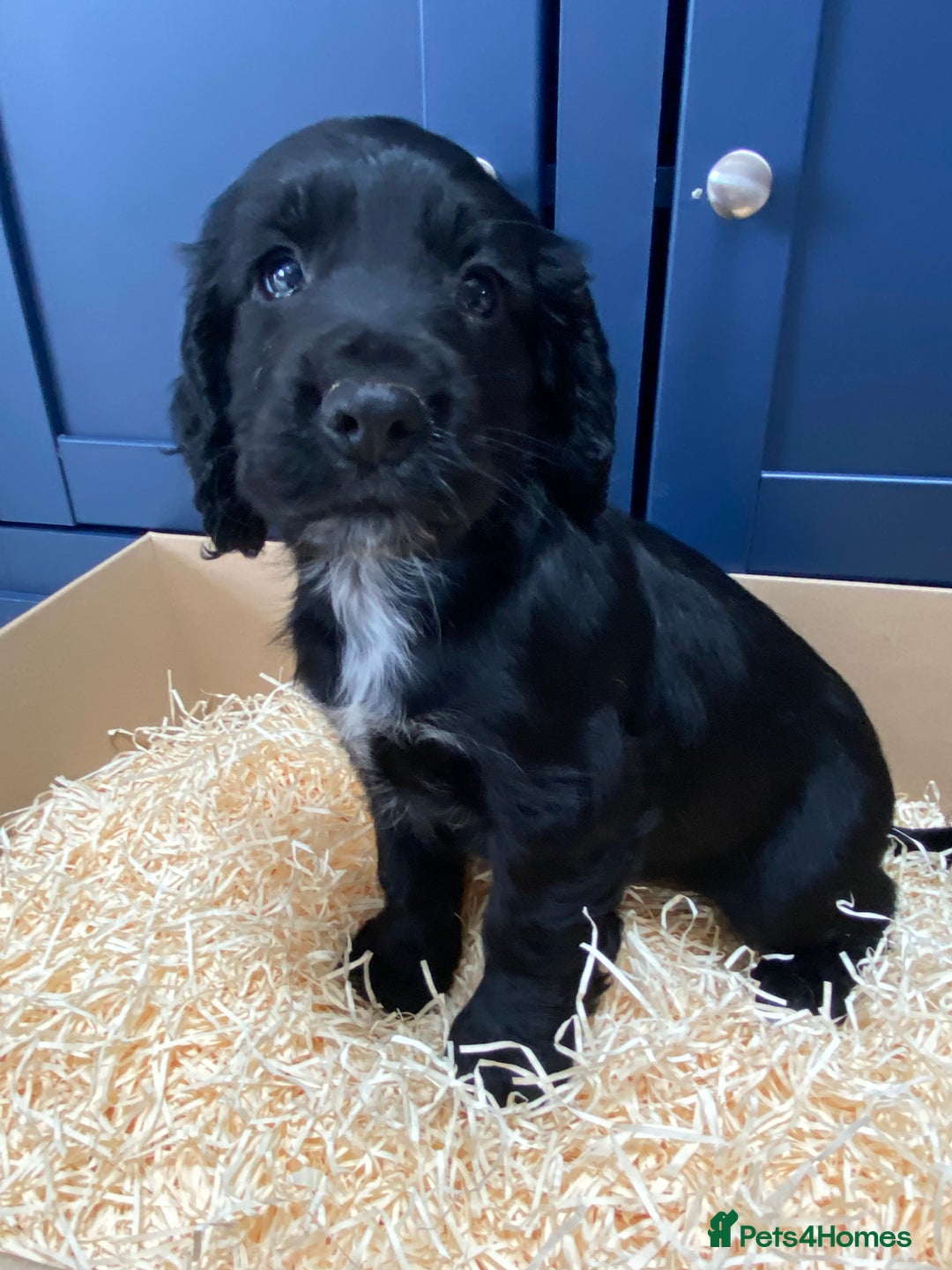 Cocker Spaniel dogs for sale: Cocker Spaniel puppies - Image 21