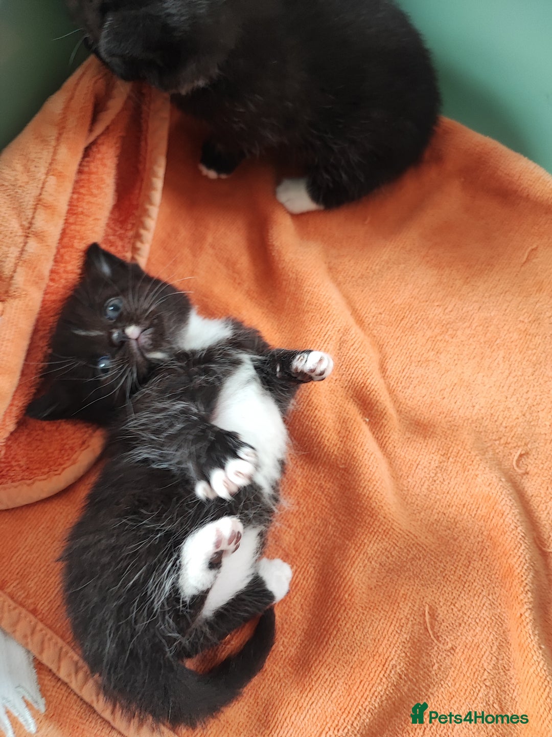 Devon Rex cats for sale: Munchkin x Devon rex  - Image 15
