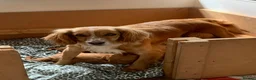 Cockapoo dogs for sale: Beautiful Cockapoo F1 puppies  - Advert 16
