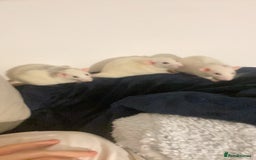 Rat rodents for sale: Rats and Cage - Image 9
