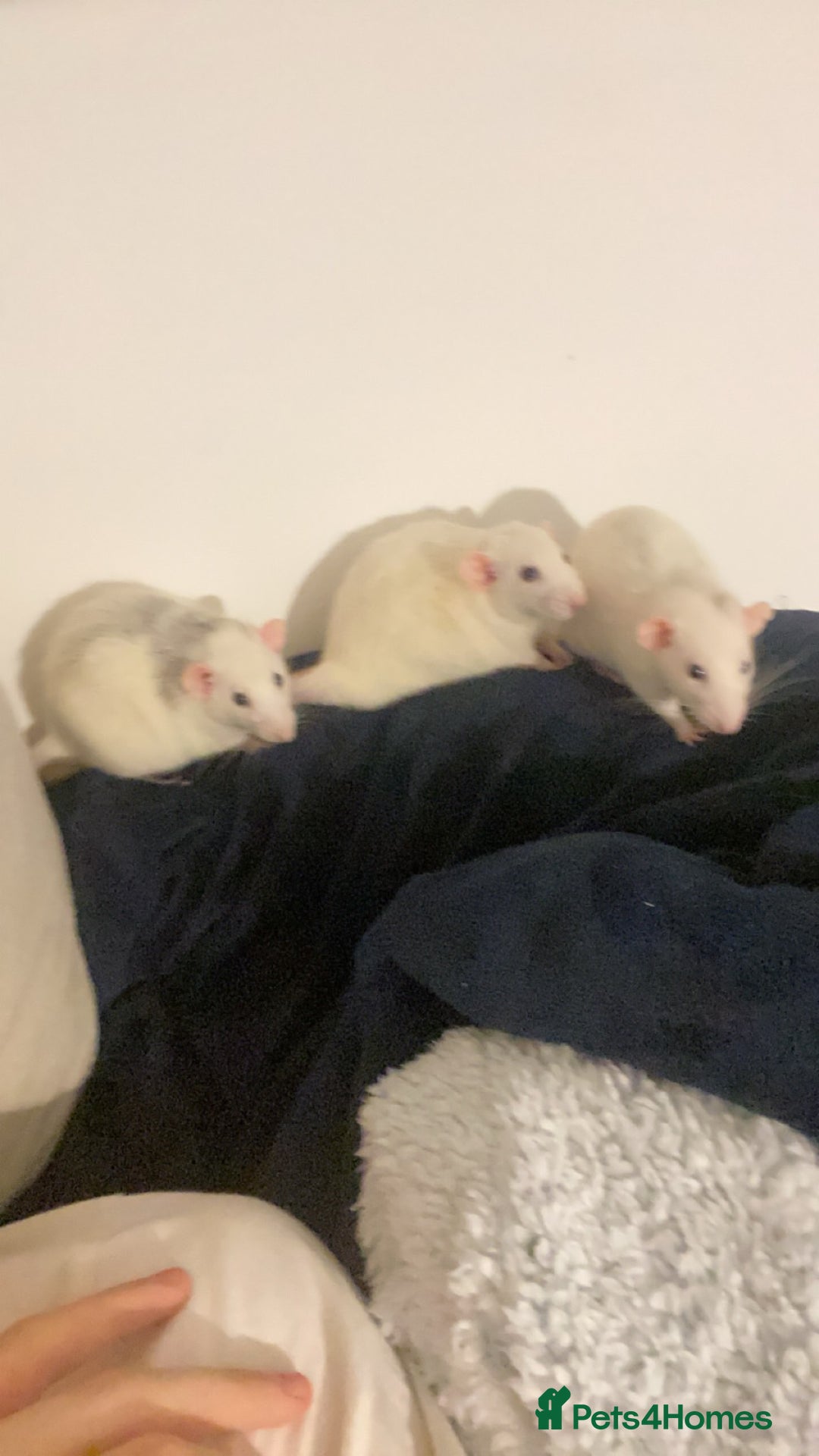 Rat rodents for sale: Rats and Cage - Image 9