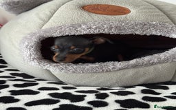 Miniature Pinscher dogs for sale: Not KC Reg Miniature Pincher Girl - Image 12