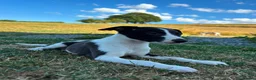 Whippet dogs for sale: Whippet Puppies  in Presteigne - Advert 5