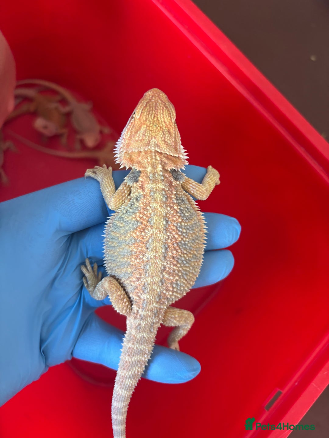 Bearded Dragon reptiles for sale: Baby bearded dragons  - Image 6