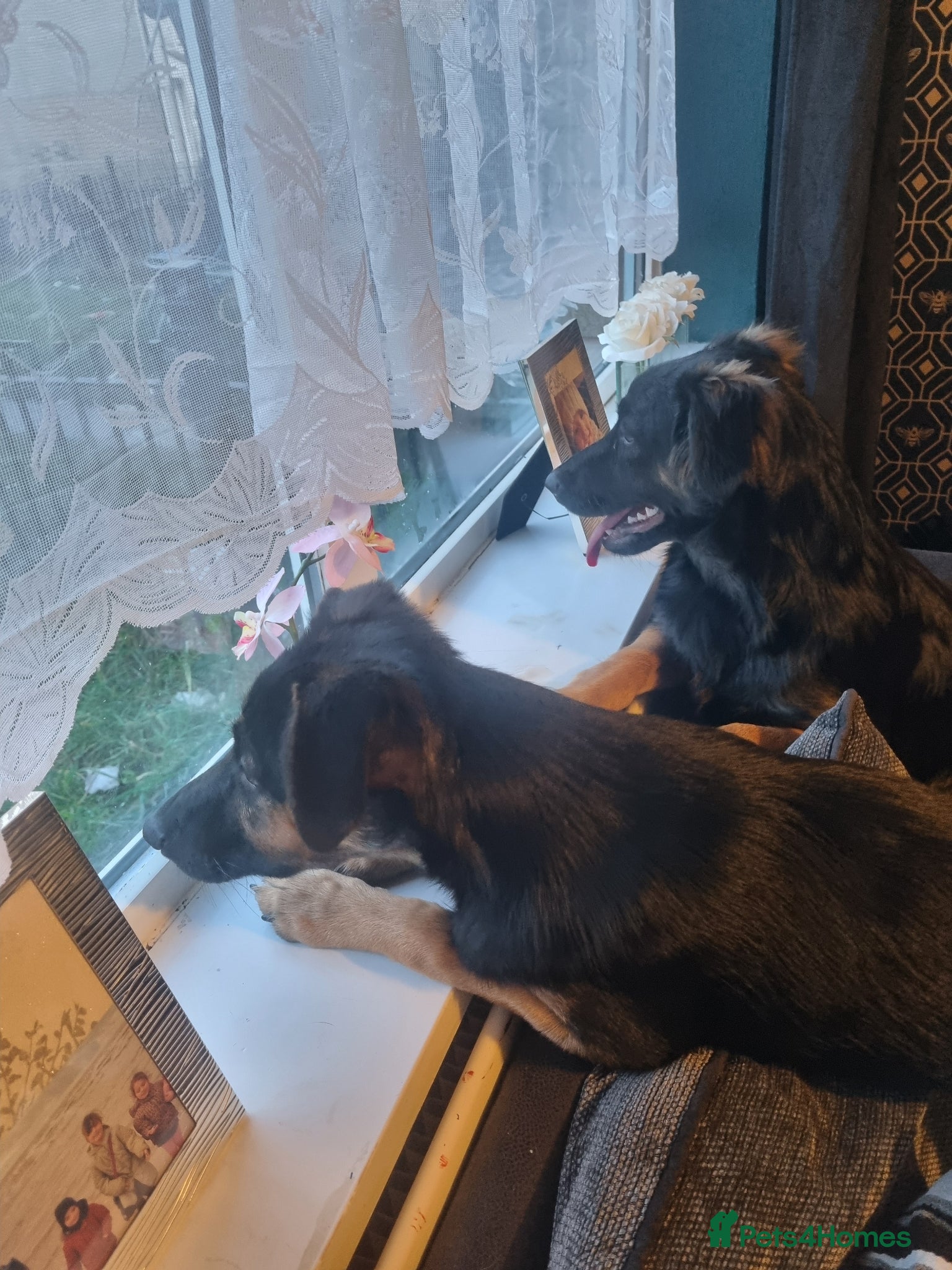 Sheprador dogs for sale: 2 Female dogs - Advert 2