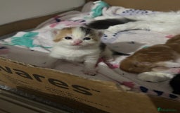 British Shorthair cats for sale: 2 female kittens (ready to go 1st December) - Image 9