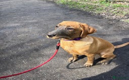 Labrador Retriever dogs for sale: Beautiful Labrador Bella 6 months old  - Image 6