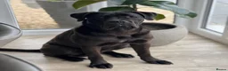 Cane Corso dogs for sale: 10 month old male cane corso  - Advert 3