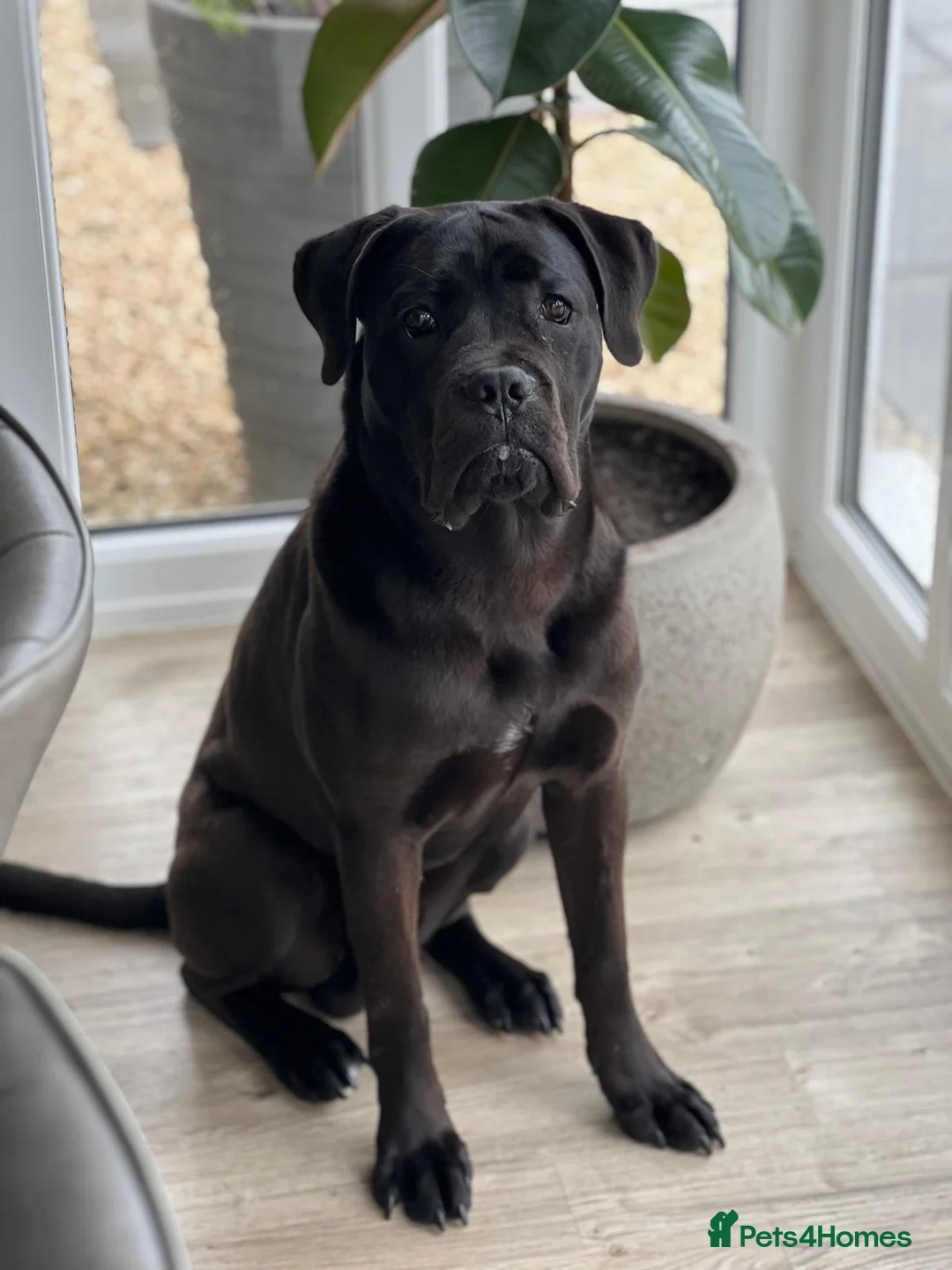 Cane Corso dogs for sale: 10 month old male cane corso  - Advert 3