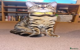 Bengal cats for sale:  🌟 Stunning Bengal Kittens  🌟 🥰🥰 - Image 10