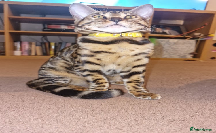 Bengal cats - Advert 15