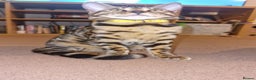 Bengal cats for sale:  🌟 Stunning Bengal Kittens  🌟 🥰🥰 - Advert 5