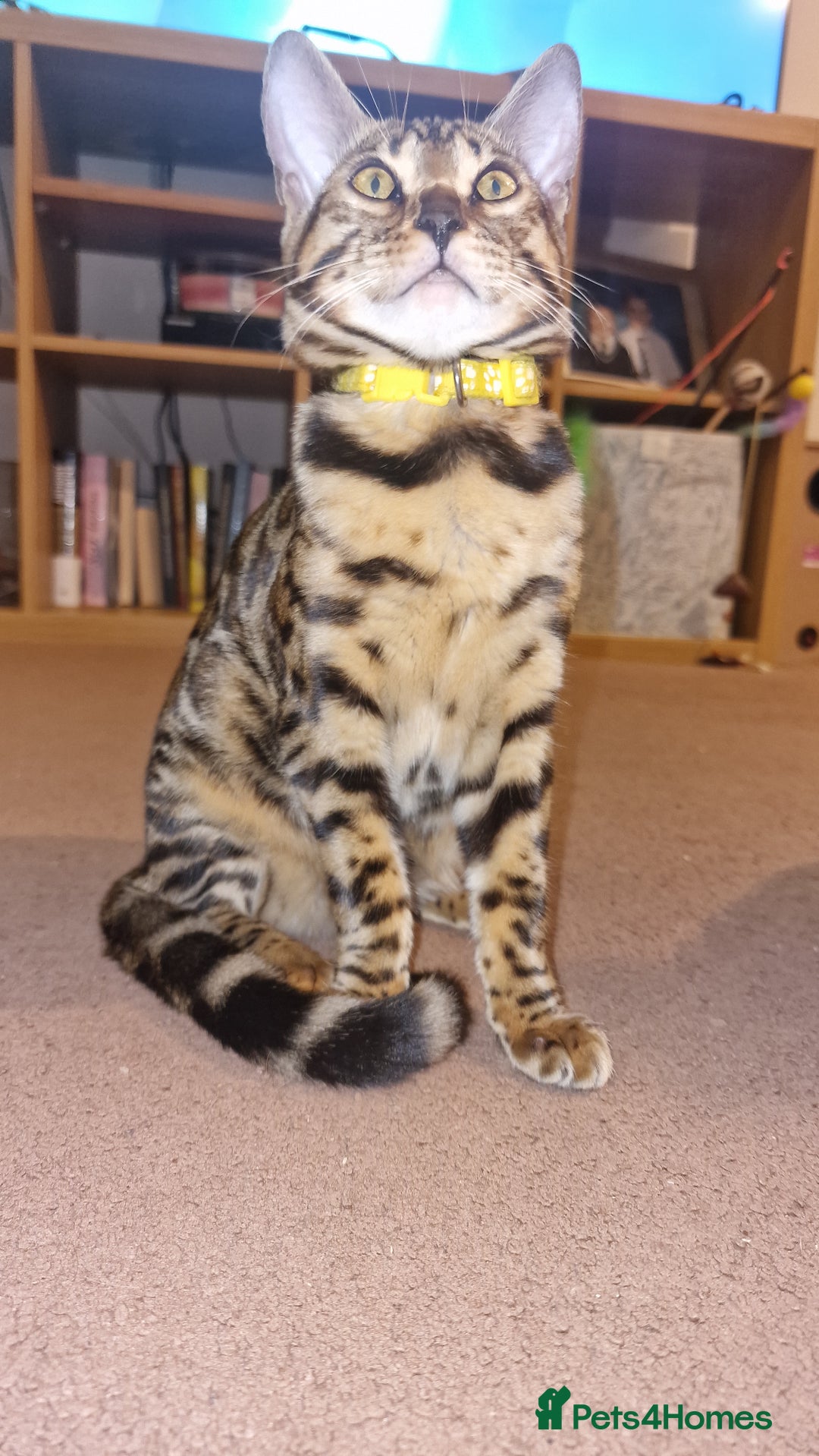Bengal cats for sale:  🌟 Stunning Bengal Kittens  🌟 🥰🥰 - Image 10