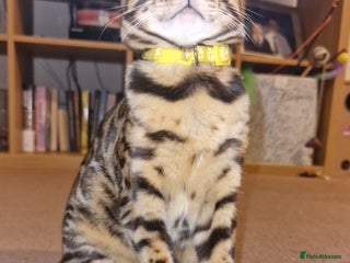 Bengal cats - Advert 11