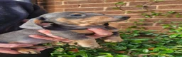 Dachshund dogs for sale: Beautiful dapple daschunds - Advert 9