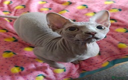 Sphynx cats for sale: 4 sphynx kittens 5months old - Image 8
