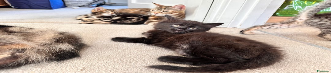 Mixed Breed Kitten 3