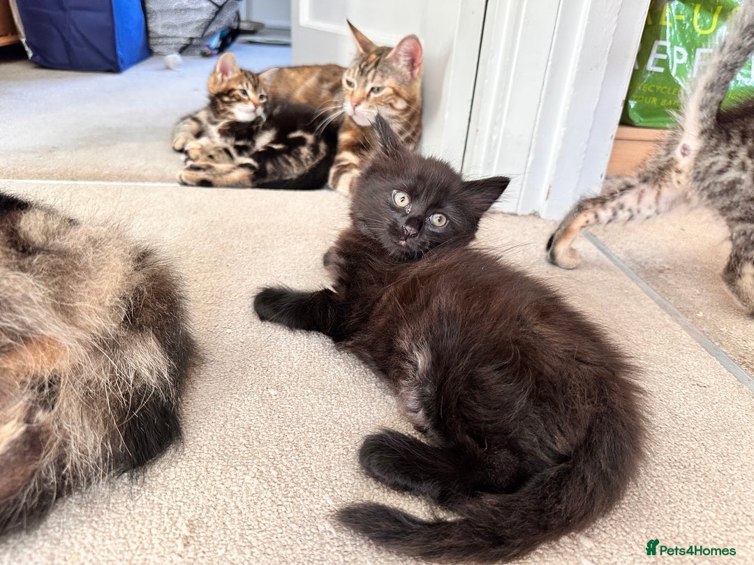Mixed Breed cats for sale: Lovely bengal mix kittens: tabby, ginger, black - Image 22