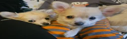Chihuahua dogs for sale: **Ready Now ** Chihuahua Puppies ️ KC Registered  in Bristol - Advert 3