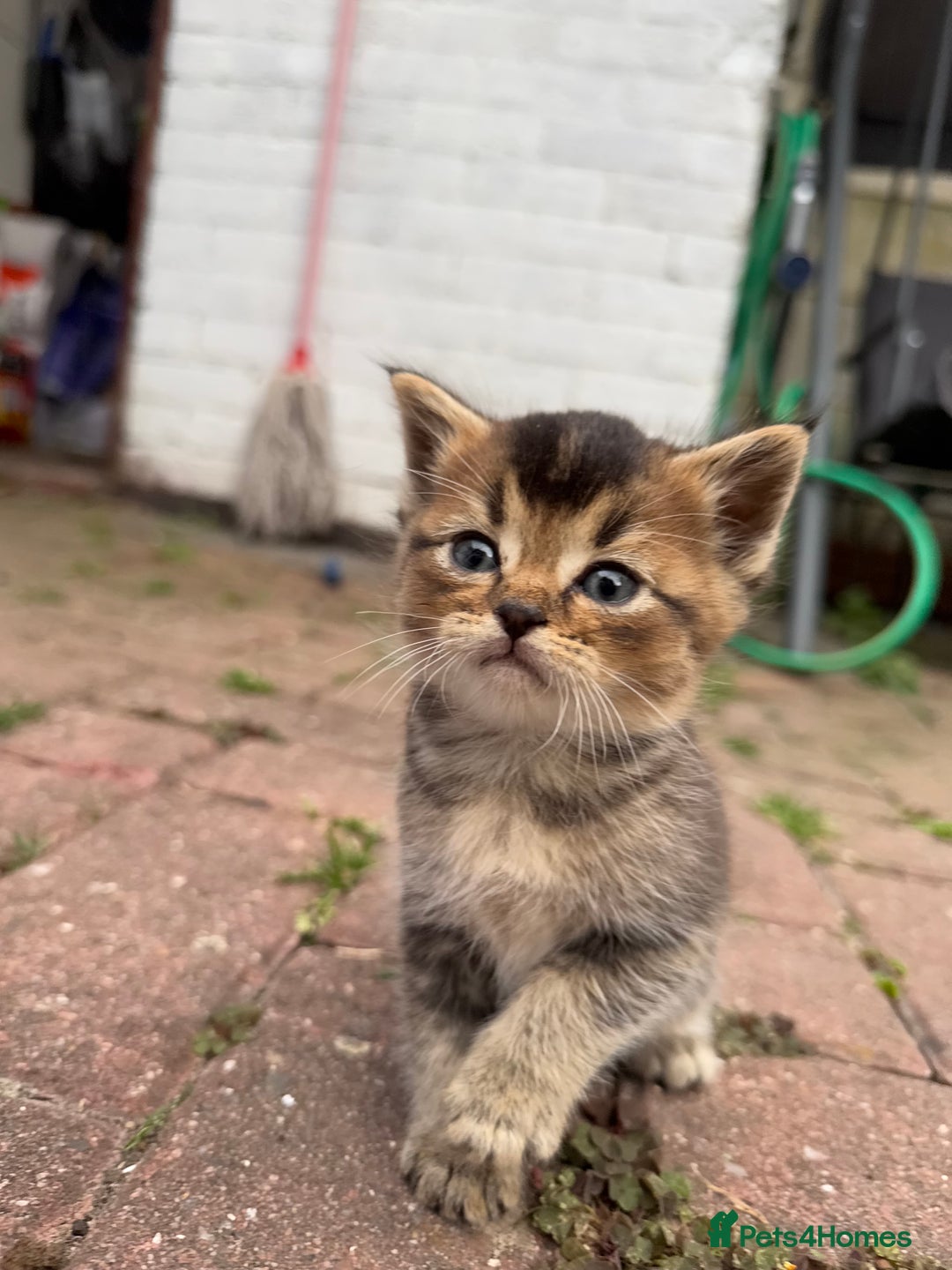 Scottish Fold cats for sale: Beautiful Scottish Kittens – Fold & Straight Ears - Image 2