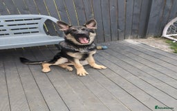 German Shepherd dogs for sale: 5 month male German shepherd - Image 1